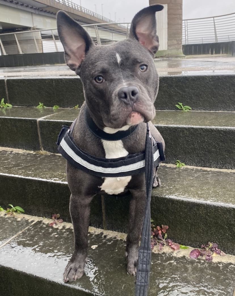 Diamond, Cross Staffie, Female, 10 Months Old, Blue/Grey and White, Medium, Short Hair.