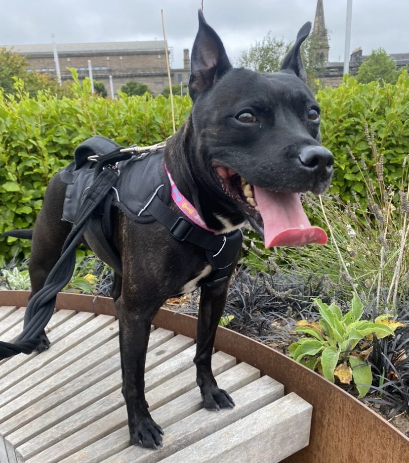 Lulu, Staffie, female, 7 years old, dark brindle with white, small to medium, short hair.