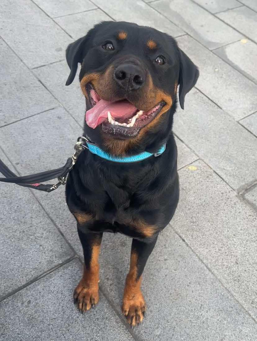 Roxy, Rottweiler, female, approximately 3 years old, black and tan, short hair, medium to large.