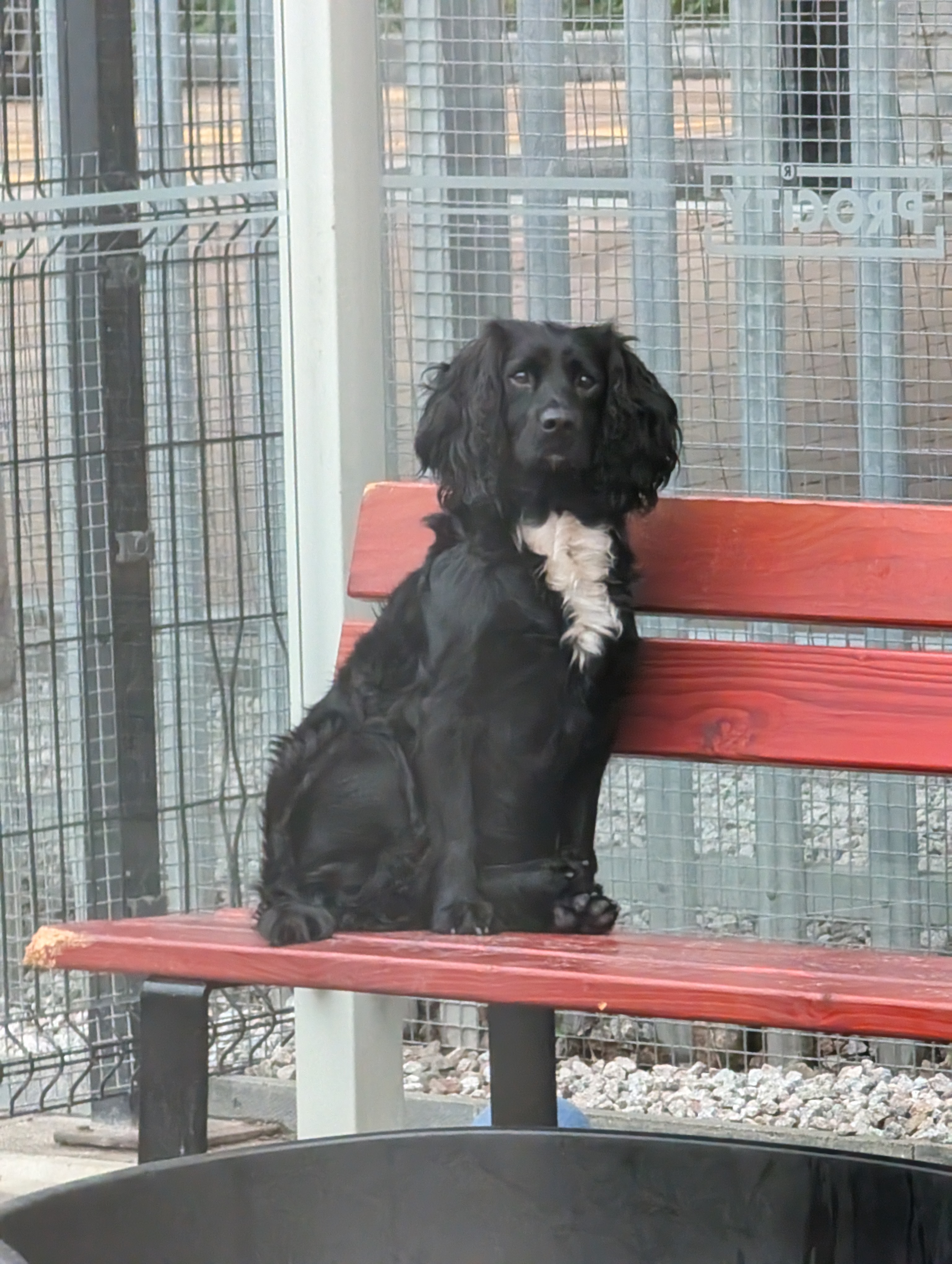 Princess, Sprocker, female, 3 years old, black and white, semi-long hair, medium.