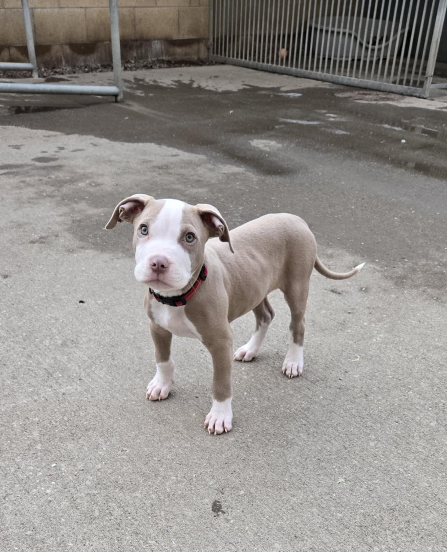 Dobbie, Bully Type, male, 10 weeks old, fawn and white, short hair, medium.