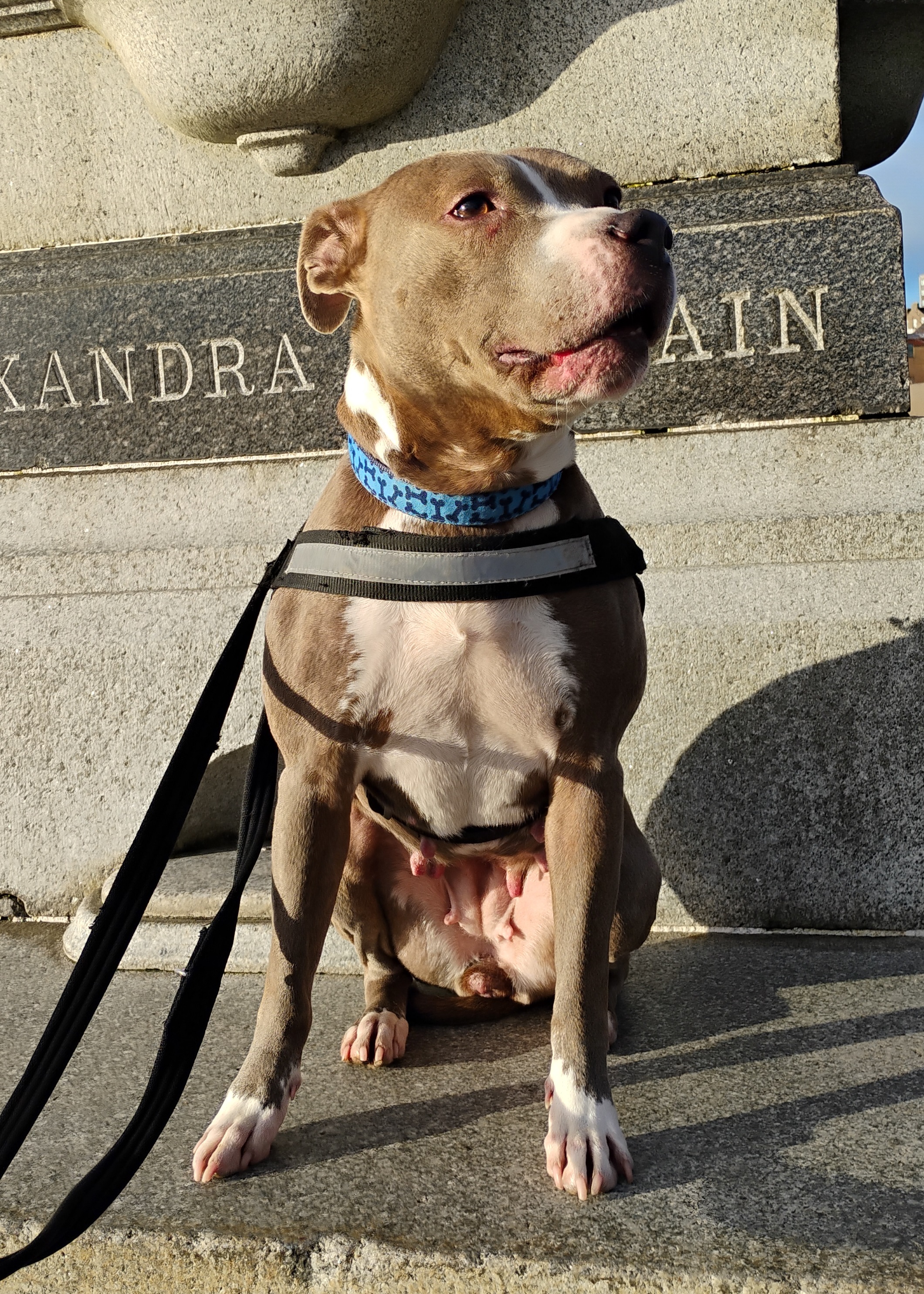 Skye, Staffie, female, 7years old, brindle and white, short hair, medium.