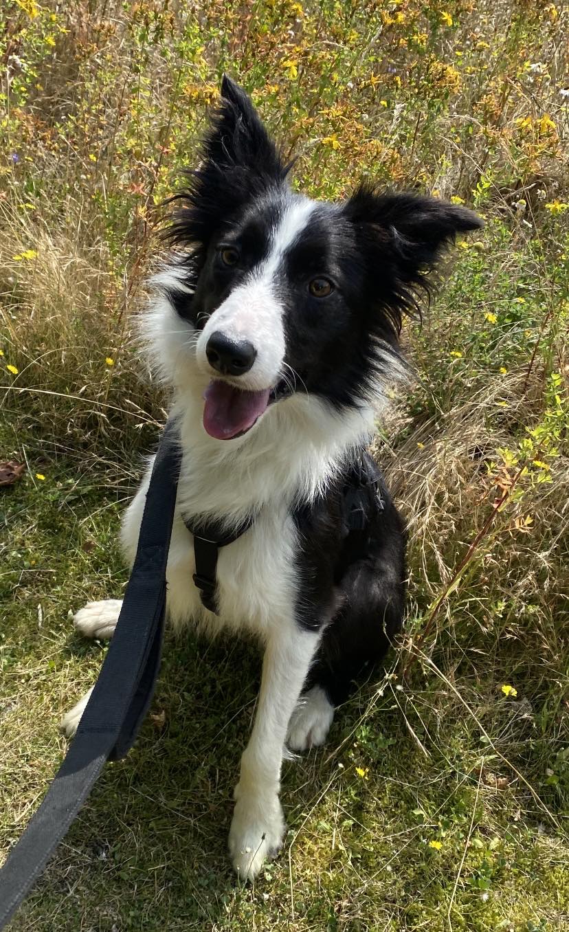 Jessie, Collie, Female, Approximately 10 months old, Black and White, Long Hair