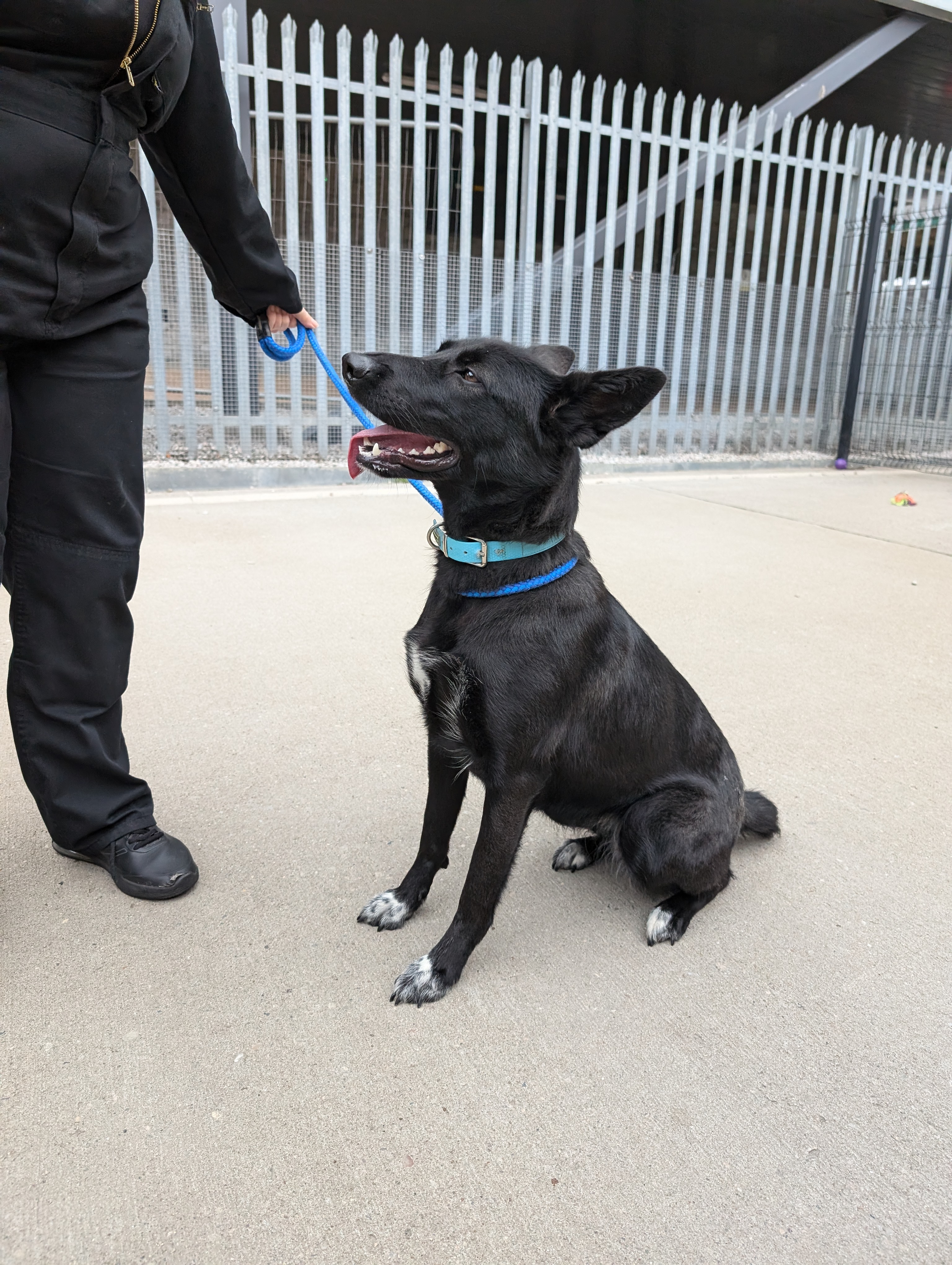 Luna, Cross Collie/German Shepherd, female, 2 years old, black and white, Medium to large, short hair.