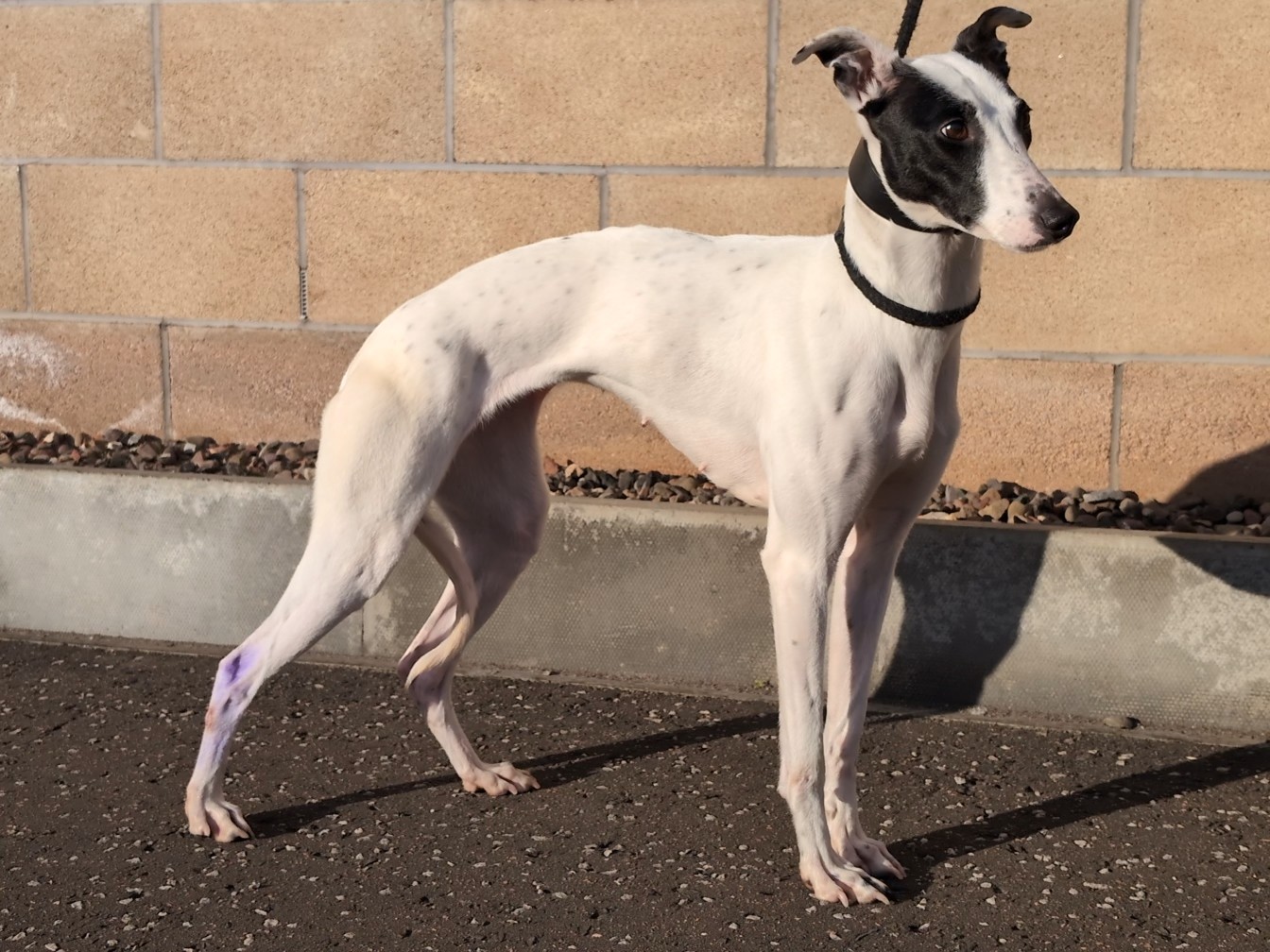 Lucy, Lurcher, female, approximately between 3-5 years old, white and black, short hair, medium