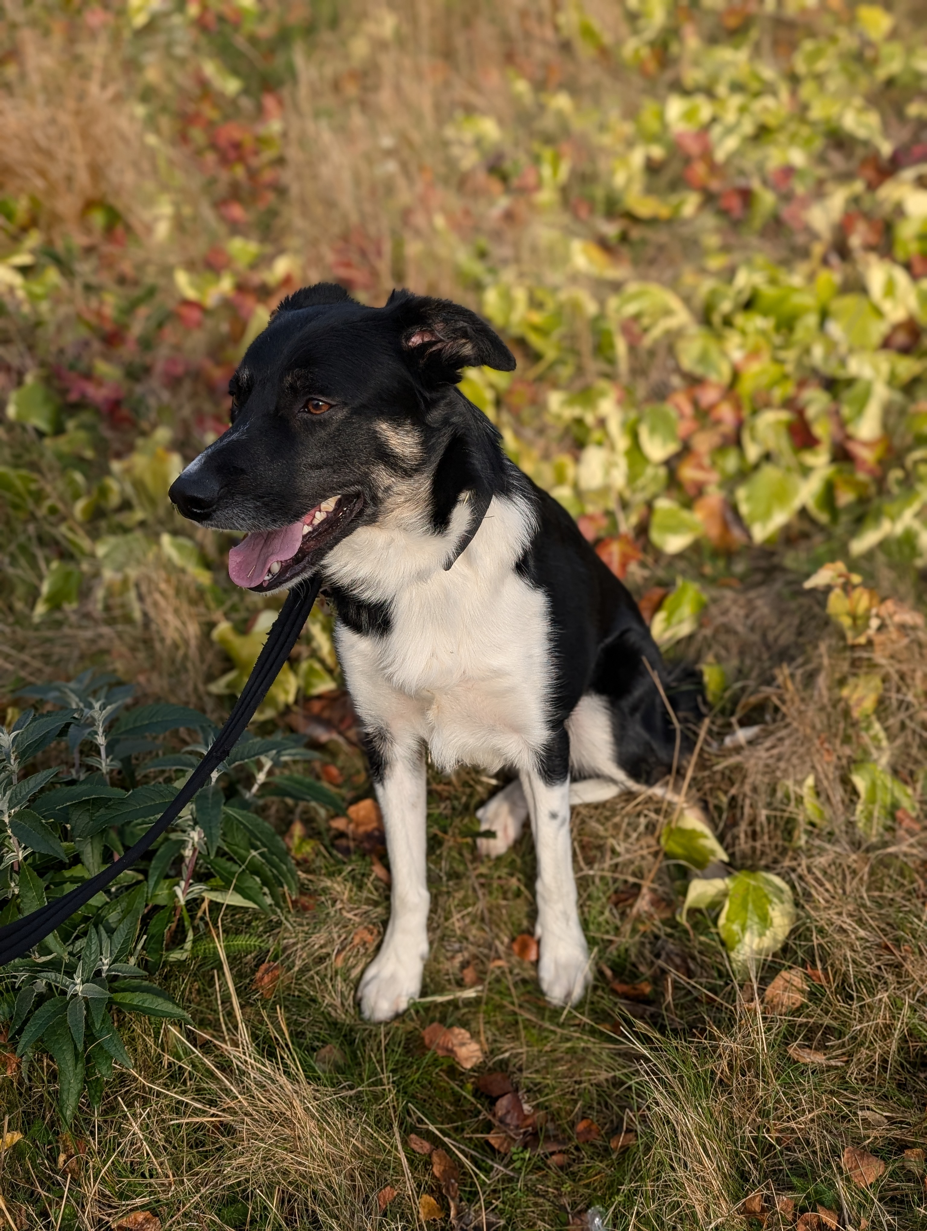 Tyler, Border Collie, male, 1year and 10 months old, Black white and brown, short hair, medium.