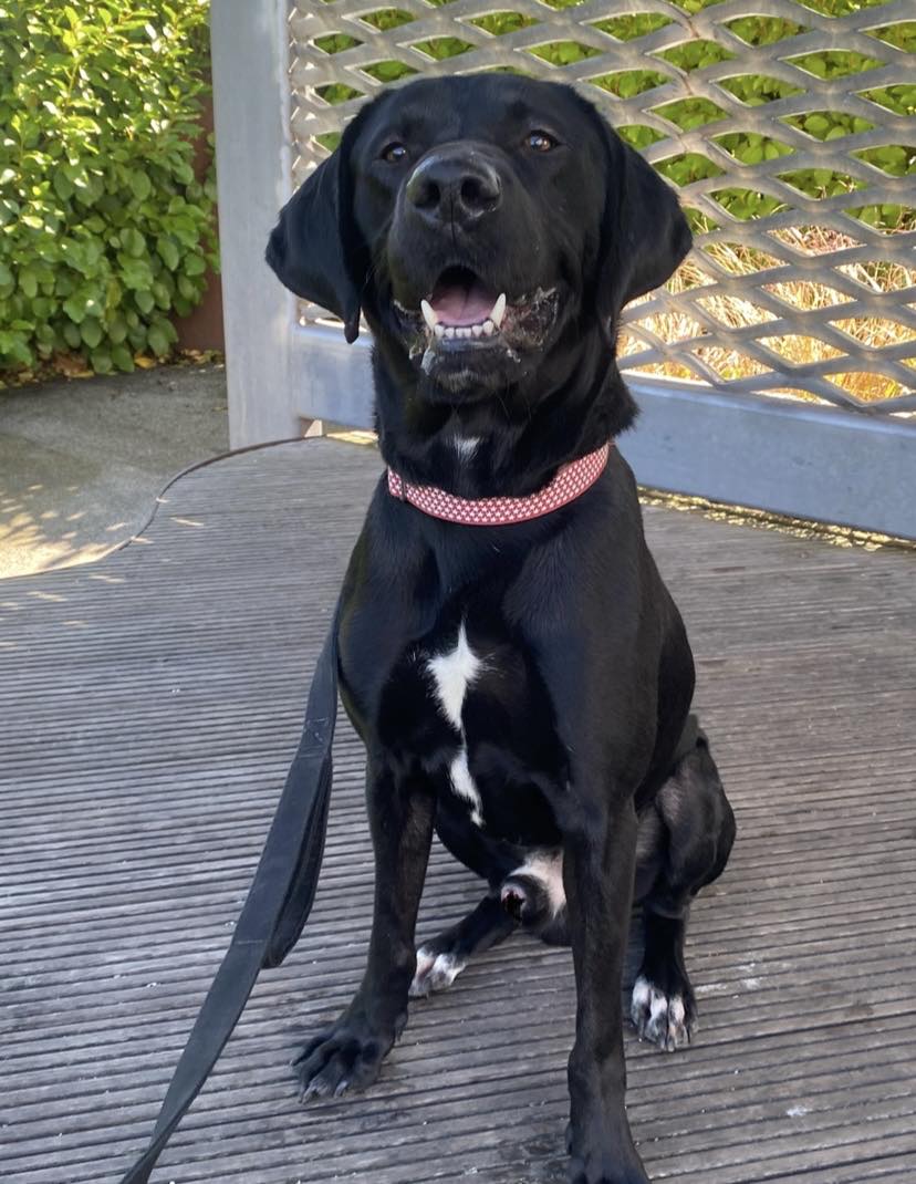 Ralphy, Cross Labrador, Male, Approximately 3 years old, Black/white, Short Haired, Large