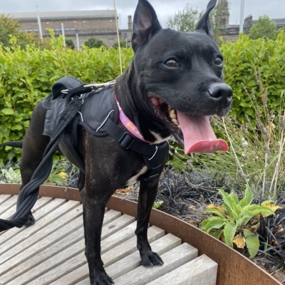 Lulu, Staffie, female, 7 years old, dark brindle with white, small to medium, short hair.