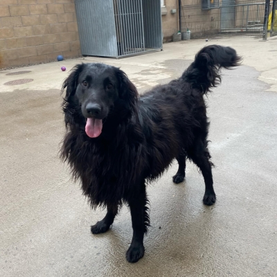 Luke, Flat Coat Retriever, male, 2 years old, black, long hair, large