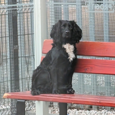 Princess, Sprocker, female, 3 years old, black and white, semi-long hair, medium.