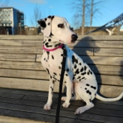 Belle, Dalmatian, female, 2 years 6 months old, white and black, short hair, medium.