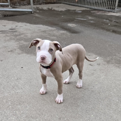 Dobbie, Bully Type, male, 10 weeks old, fawn and white, short hair, medium.