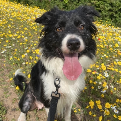 Floss, Collie, Female, Approximately 5 years old, Black and White, Long Hair