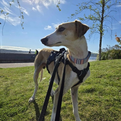 Leto, Lurcher, male, approximately 3-4 years old, fawn and white, large, short hair.