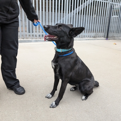 Luna, Cross Collie/German Shepherd, female, 2 years old, black and white, Medium to large, short hair.