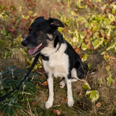 Tyler, Border Collie, male, 1year and 10 months old, Black white and brown, short hair, medium.