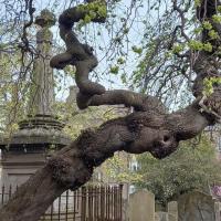 Guided Walk Around Ancient Dundee Howff Graveyard  Image