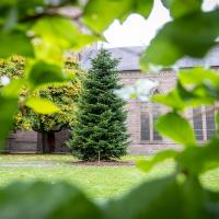 Christmas Trees at The Steeple/City Churches Image