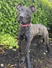 Sookie, Cross Staffie, Female, Approximately 8-9 months old, Brindle, Short Haired, Medium