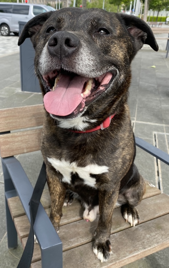 Bear, Cross Staffie, 7.5 years old, Male, Black/Brindle/White, Short Hair, Medium