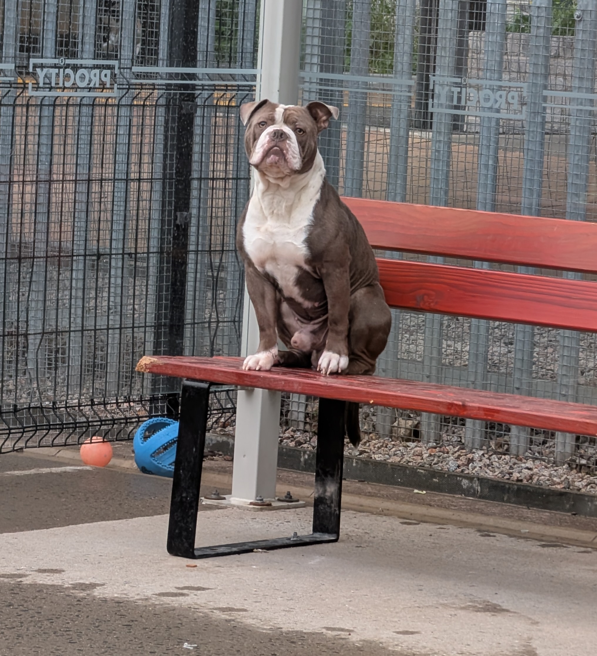 Hugo, Bull Dog type, Approximately between 2 and 4 years old, male, brown and white, short hair, medium