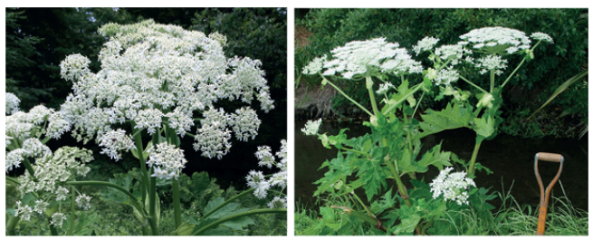 Thick, hollow, bristly stems. Large (white) flower heads up to 60cm across