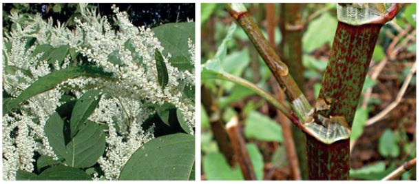 Thick bamboo like stem - green/red in colour. Broad green leaves and white flowers.