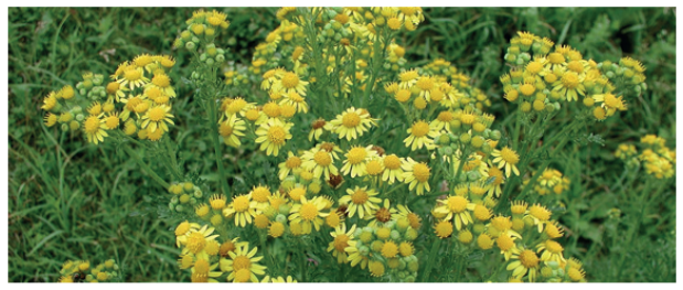 Clusters of yellow flowers (2cm wide). Thin toothed leaves.