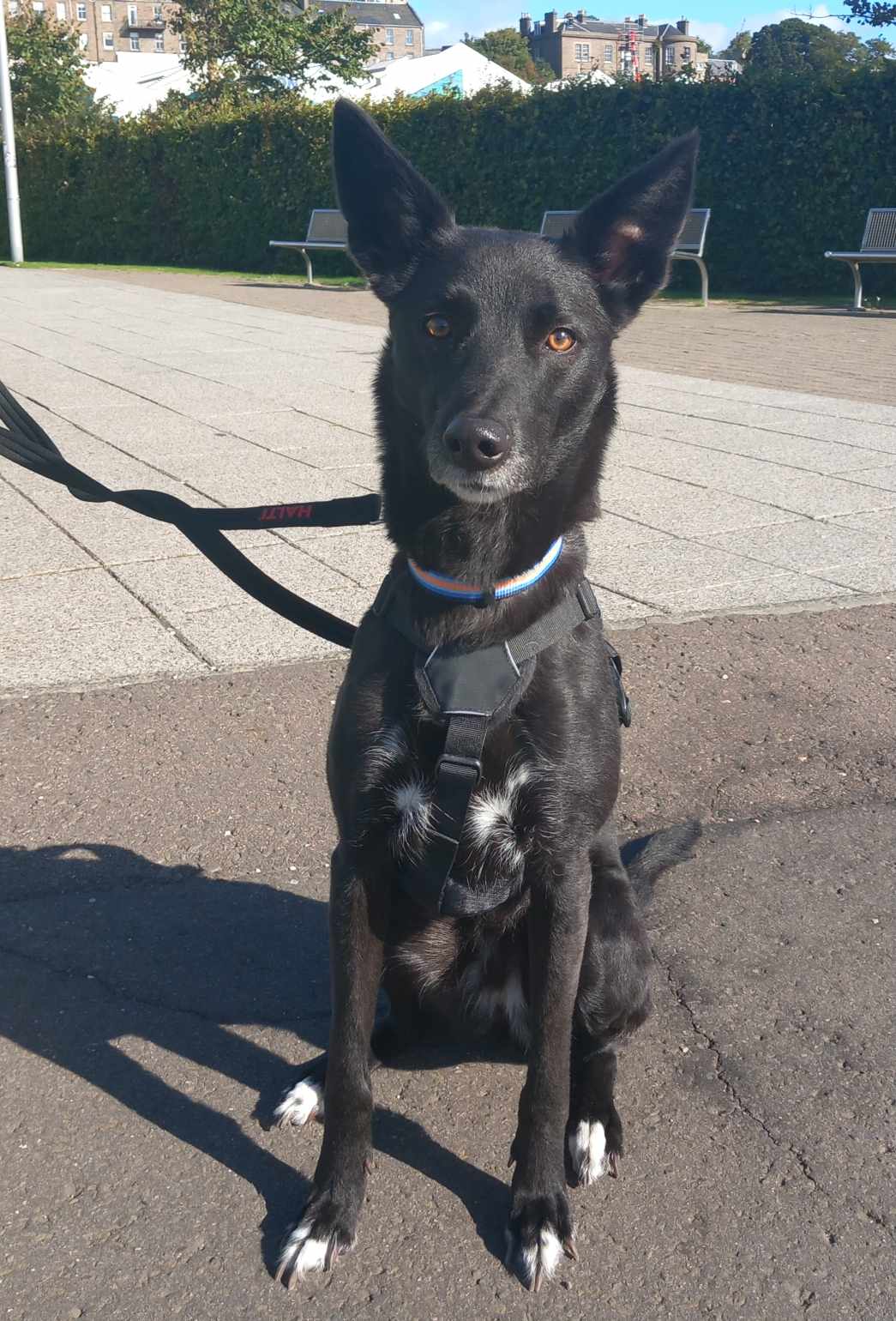 Bingo, cross Whippet/Collie, female, 4 years old, black with some white, short coarse hair, medium to large.