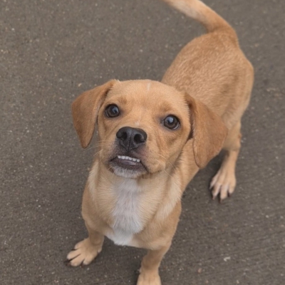 Jaxson, Cross Chihuahua, Male, Approximately 6-8 months old, Fawn, Small, Short hair.