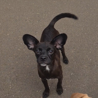 Xena, Cross Chihuahua, Female, Approximately 6-8 months old, Dark Brown, Short Hair