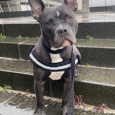 Diamond, Cross Staffie, Female, 10 Months Old, Blue/Grey and White, Medium, Short Hair.