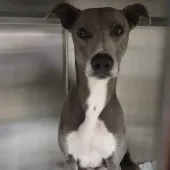 Sadie, Lurcher, female, approximately 5-7 years old, grey and white, medium, short hair.