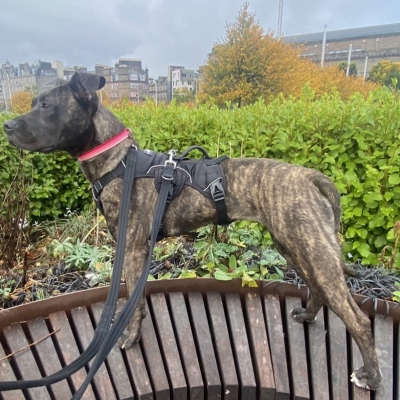 Sookie, Cross Staffie, Female, Approximately 8-9 months old, Brindle, Short Haired, Medium