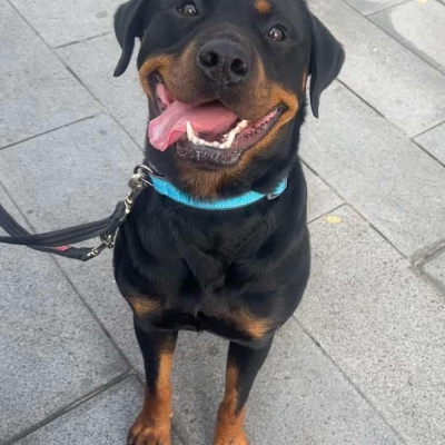 Roxy, Rottweiler, female, approximately 3 years old, black and tan, short hair, medium to large.