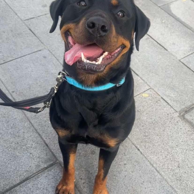 Roxy, Rottweiler, female, approximately 3 years old, black and tan, short hair, medium to large.