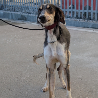 Nero, Saluki, male, 2 years old, black tan and white, short hair, large.