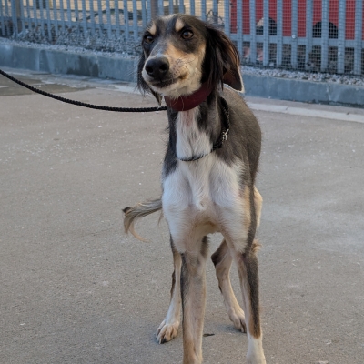 Nero, Saluki, male, 2 years old, black tan and white, short hair, large.