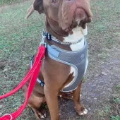 Aurora, Cane Corso Cross, female, 2 years old, chocolate and white, short hair, large.