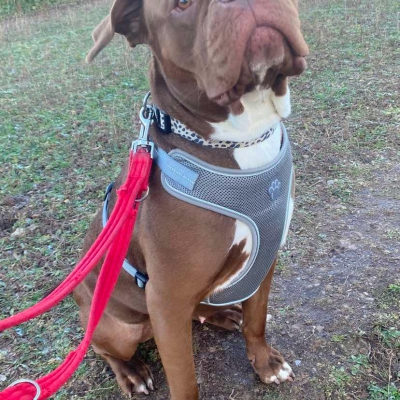 Aurora, Cane Corso Cross, female, 2 years old, chocolate and white, short hair, large.