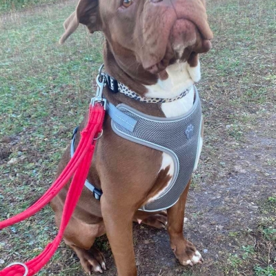 Aurora, Cane Corso Cross, female, 2 years old, chocolate and white, short hair, large.