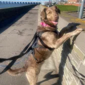 Cici, Mongrel, female, 1 year old, brown and white, short hair, medium
