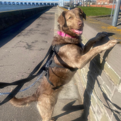 Cici, Mongrel, female, 1 year old, brown and white, short hair, medium
