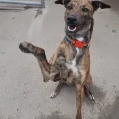 Mickey, Lurcher, male, approximately 1-2 years old, brindle and white, short hair, medium large.