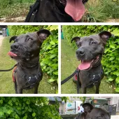 Rocky, Cross Staffie, male, not neutered, 5 years old, black/brown, medium, short hair.