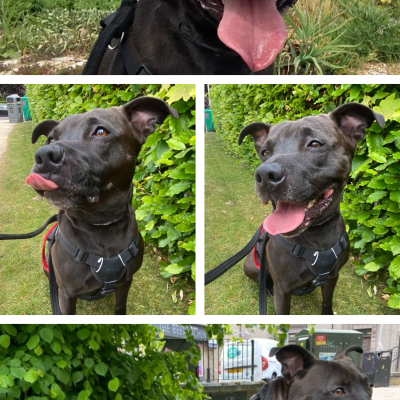 Rocky, Cross Staffie, male, not neutered, 5 years old, black/brown, medium, short hair.