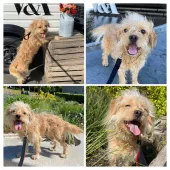 Rufus, Mongrel, male, not neutered, 1.5 years old, fawn, small, wire coat. 