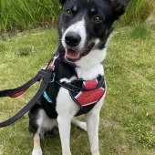 Benji, Border Collie, Male, 1 year and 7 months old, tri colour, short hair, medium.