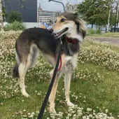 Coco, Saluki/Lurcher, Female, 4 years old, Black Tan and White, Medium to Large, Semi long hair.