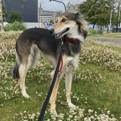 Coco, Saluki/Lurcher, Female, 4 years old, Black Tan and White, Medium to Large, Semi long hair.